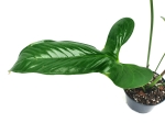 Anthurium argyrostachyum type