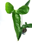 Anthurium argyrostachyum type