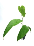 Anthurium lineolatum
