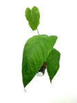 Anthurium lineolatum