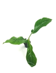 Philodendron baudoense