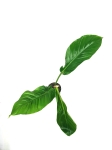 Philodendron baudoense