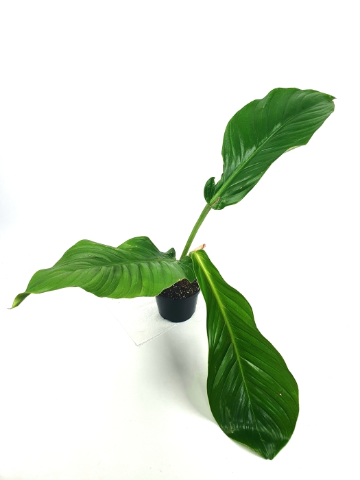 Philodendron baudoense