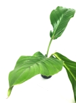 Philodendron baudoense