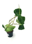 Philodendron fibrosum type
