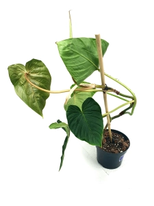Philodendron fibrosum type