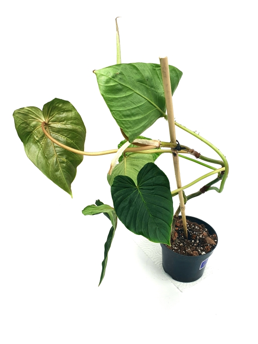 Philodendron fibrosum type