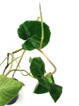 Philodendron fibrosum type