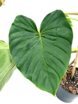 Philodendron fibrosum type