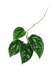 Monstera lechleriana