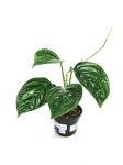 Monstera lechleriana