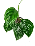 Monstera lechleriana