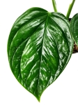 Monstera lechleriana