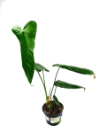 Philodendron sharoniae Mosquera nr 1
