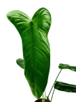Philodendron sharoniae Mosquera nr 1