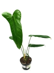 Philodendron sharoniae Mosquera nr 1