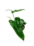Philodendron sharoniae Mosquera nr 2