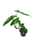Philodendron sharoniae Mosquera nr 2