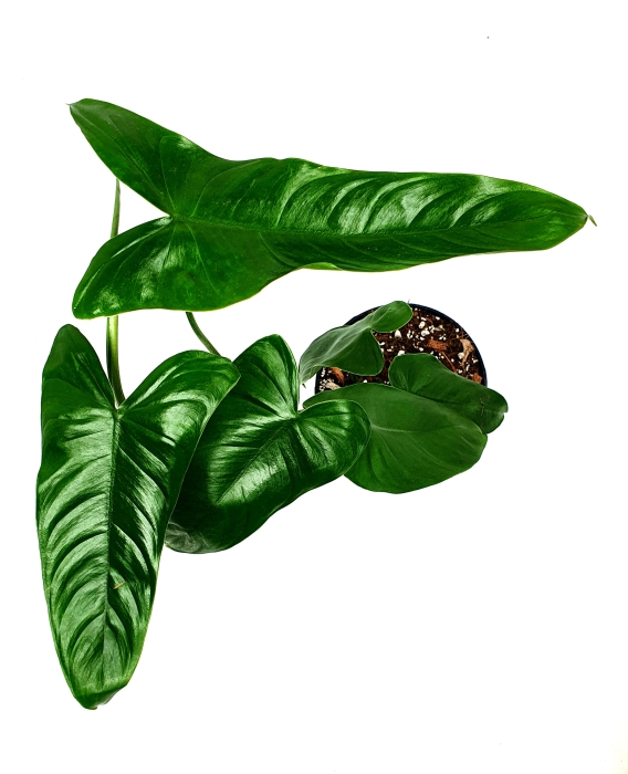 Philodendron sharoniae Mosquera nr 2