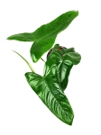Philodendron sharoniae Mosquera nr 2