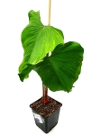  Philodendron roseocataphyllum (montanum)