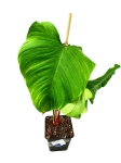  Philodendron roseocataphyllum (montanum)