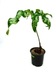 Anthurium pedatum