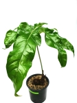 Anthurium pedatum