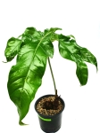 Anthurium pedatum