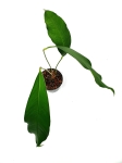 Anthurium Microphyllum nr 2