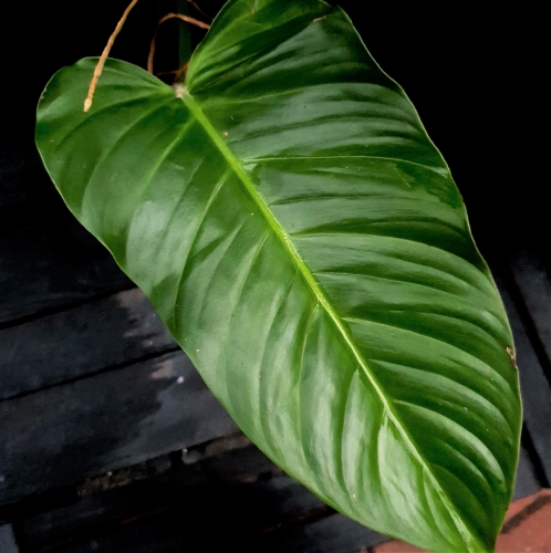 Philodendron angustialatum