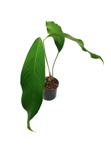 Anthurium Microphyllum