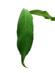 Anthurium Microphyllum nr 2
