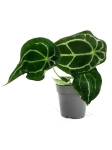 Anthurium forgetii white stripes  nr 2