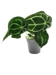 Anthurium forgetii white stripes nr 2