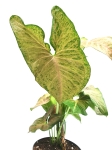 Syngonium Regina Red - liść