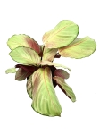 Calathea Silver Plate XL