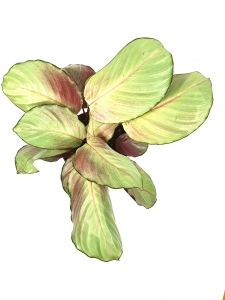 Calathea Silver Plate