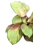 Calathea Silver Plate XL