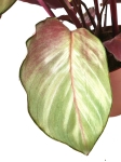 Calathea Silver Plate XL