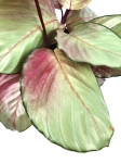 Calathea Silver Plate XL
