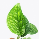 Monstera sp Peru / karstenianum
