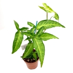 Syngonium angustatum L