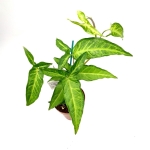 Syngonium angustatum L