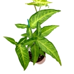 Syngonium angustatum L