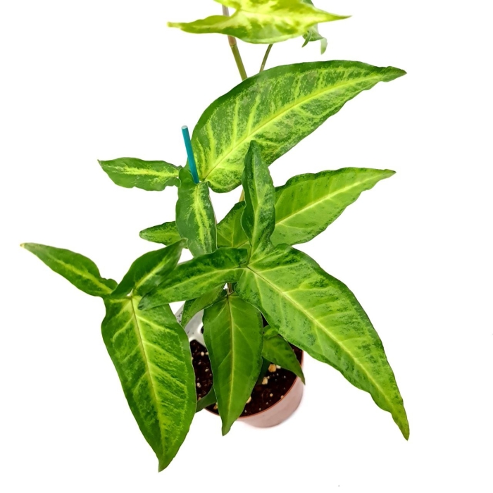 Syngonium angustatum L