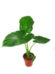 Alocasia macrorrhiza L