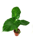 Alocasia macrorrhiza L