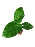 Alocasia macrorrhiza L