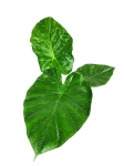 Alocasia macrorrhiza L